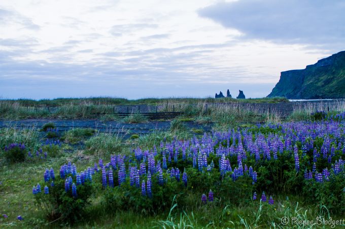 5 Pillars in Vik (51)