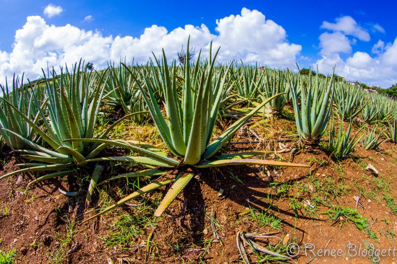 Aloe-Vera-Plantation (3)