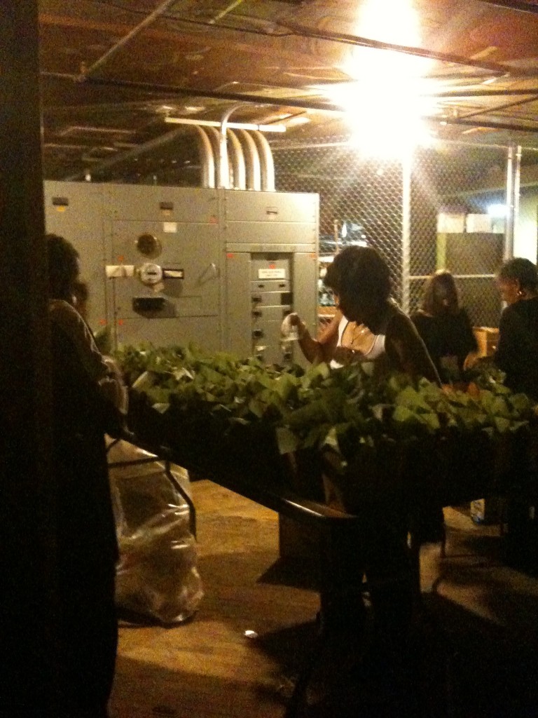 FillingUpVIPBoxes