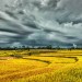 Harvested-Rice-Paddy1 Harvested-Rice-Paddy1