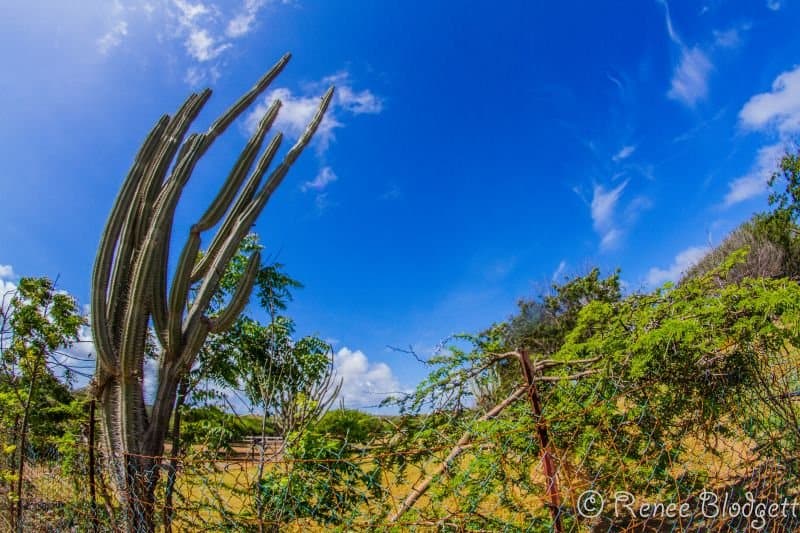 Ostrich Crocodile Farm (112)