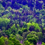 SP1_IMG_7136