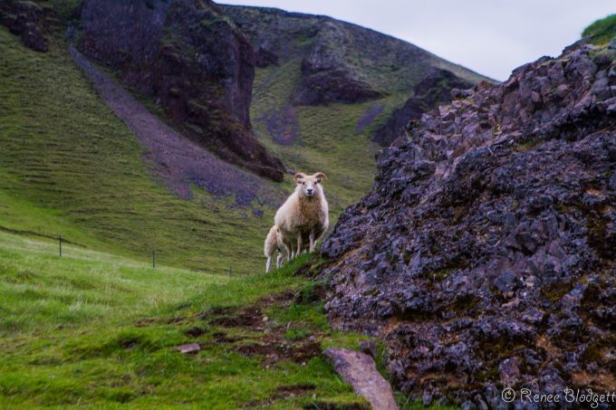 Sheep at Church Floor of Kirkjogolf (6)