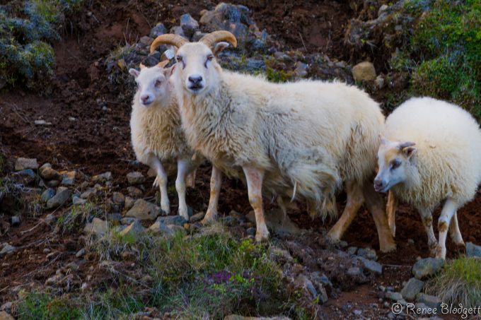 Sheeps near farm area Hnappavellir (15)