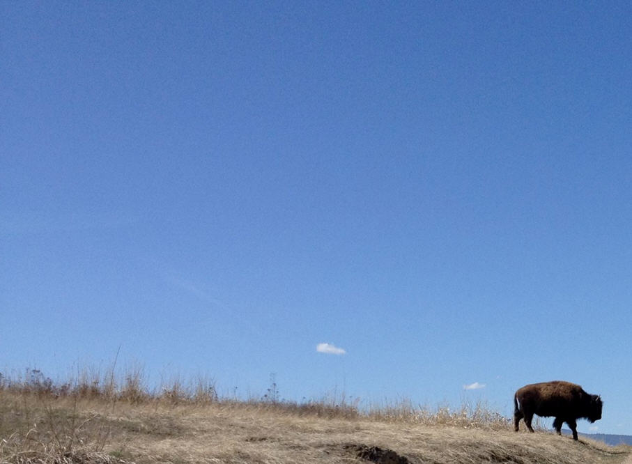 buffalo
