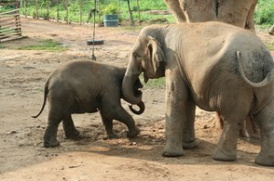 elephant park by red mozzie Photo courtesy of flickr: red mozzie