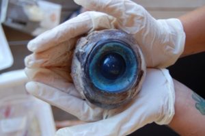giant-eyeball1