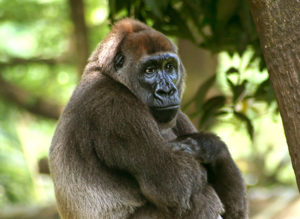 gorillaCrossRivJulieLangford