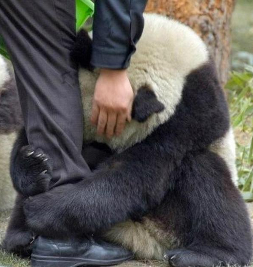 panda