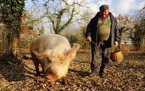 Pierrot & his truffle-sniffing friend