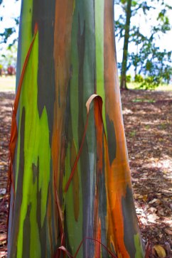 rainbow-eucalyptus-at-botanical-world-gardens-6.jpg